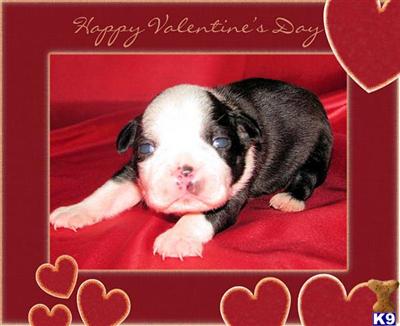 Boston Terrier Puppies for Sale